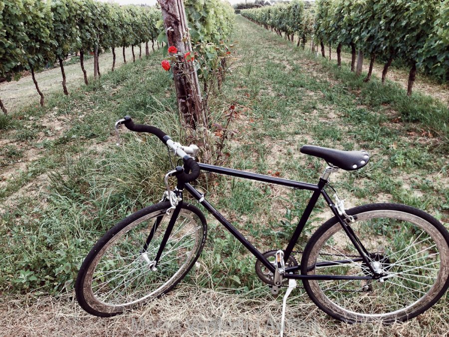 This is my bike, just parked near vines decorated by a small rosebush