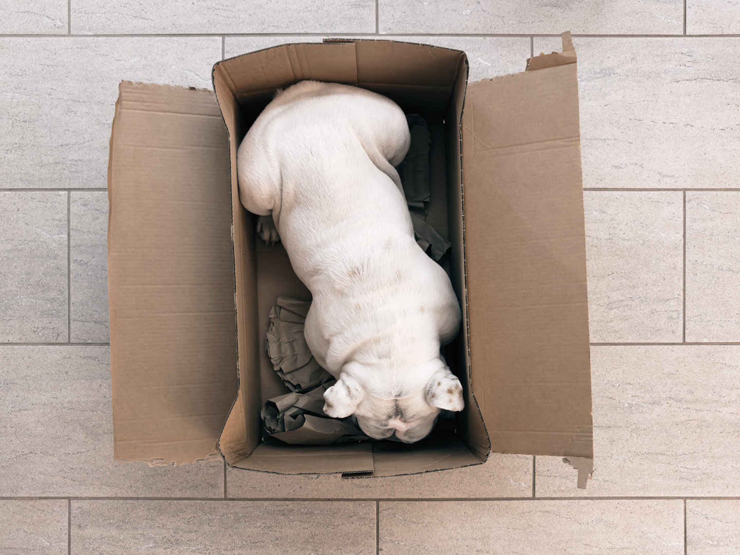 Allergie alimentari nel cane: cosa si sa davvero sugli allergeni più comuni