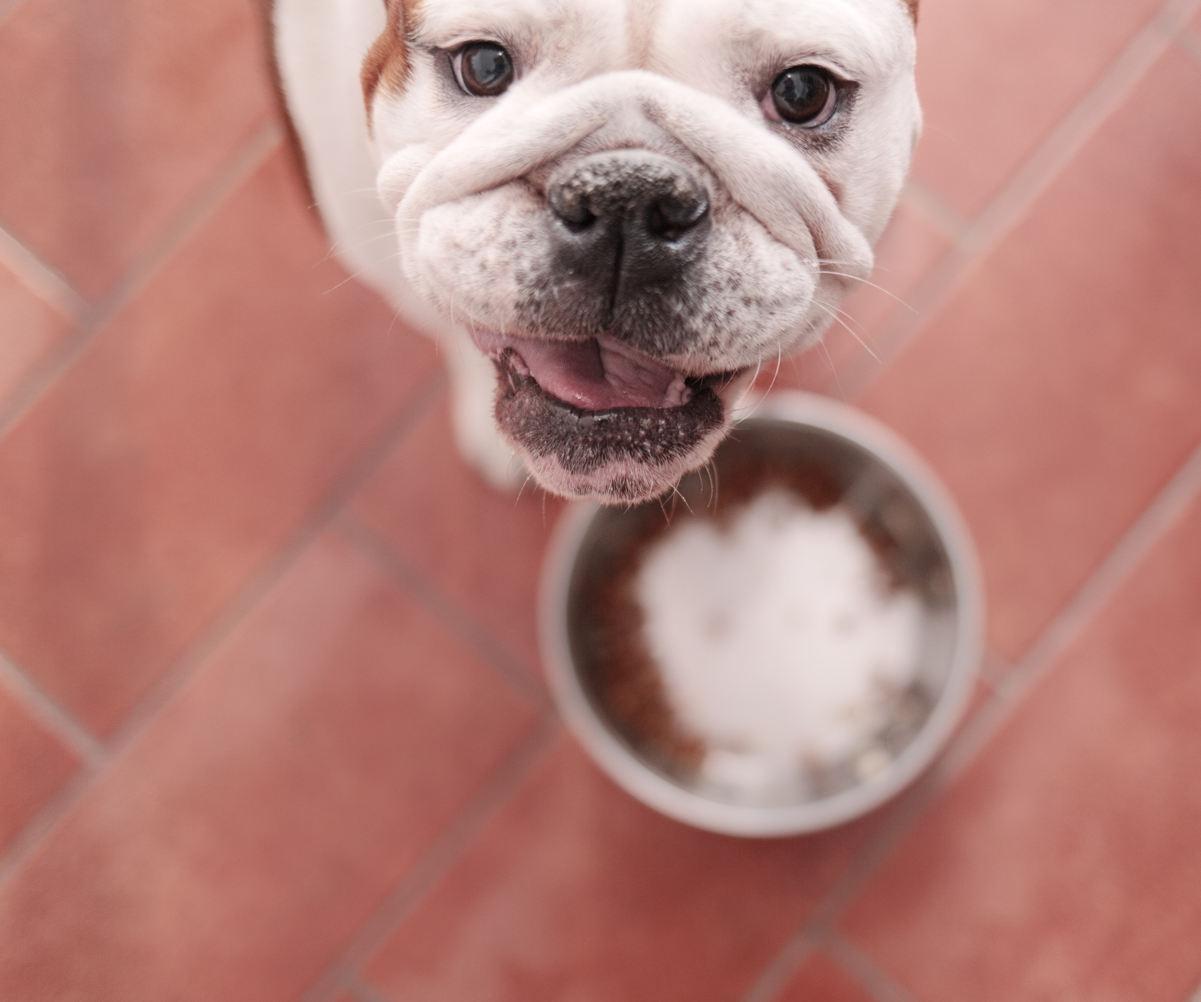 Dieta vegana per cani